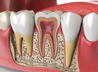 root canal image of roots of teeth